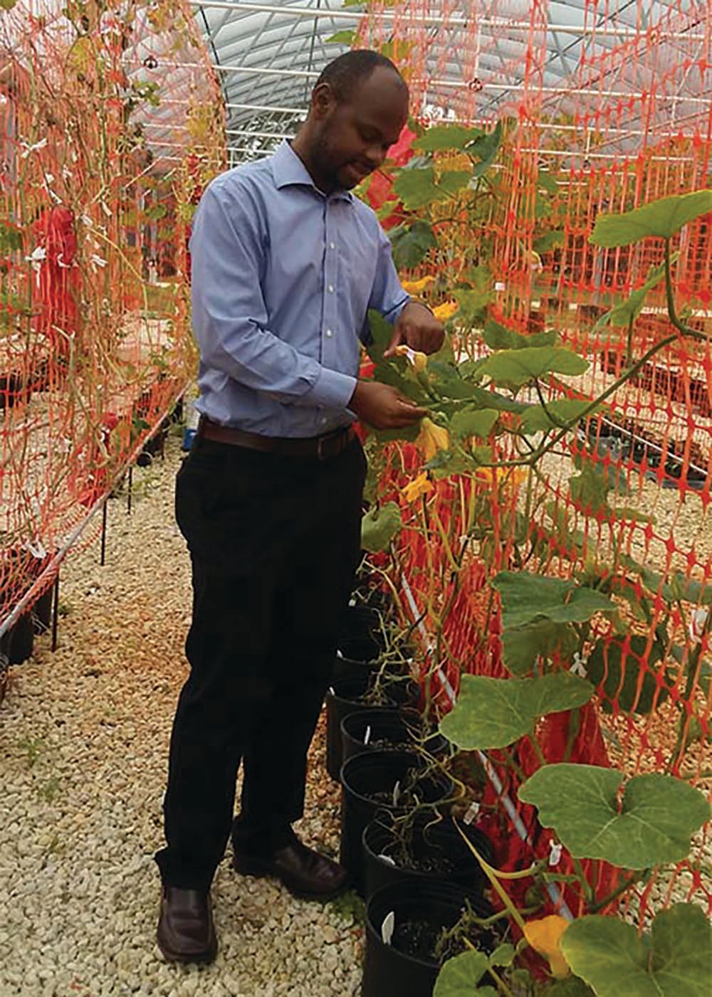 Geoffrey Meru at UF IFAS Tropical Research and Education Center in the greenhouse with pumpkin cultivars.